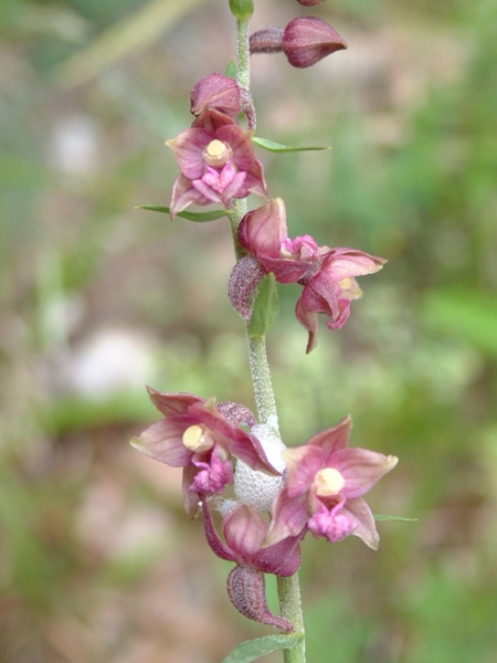 Epipactis atrorubens / Elleborine violacea